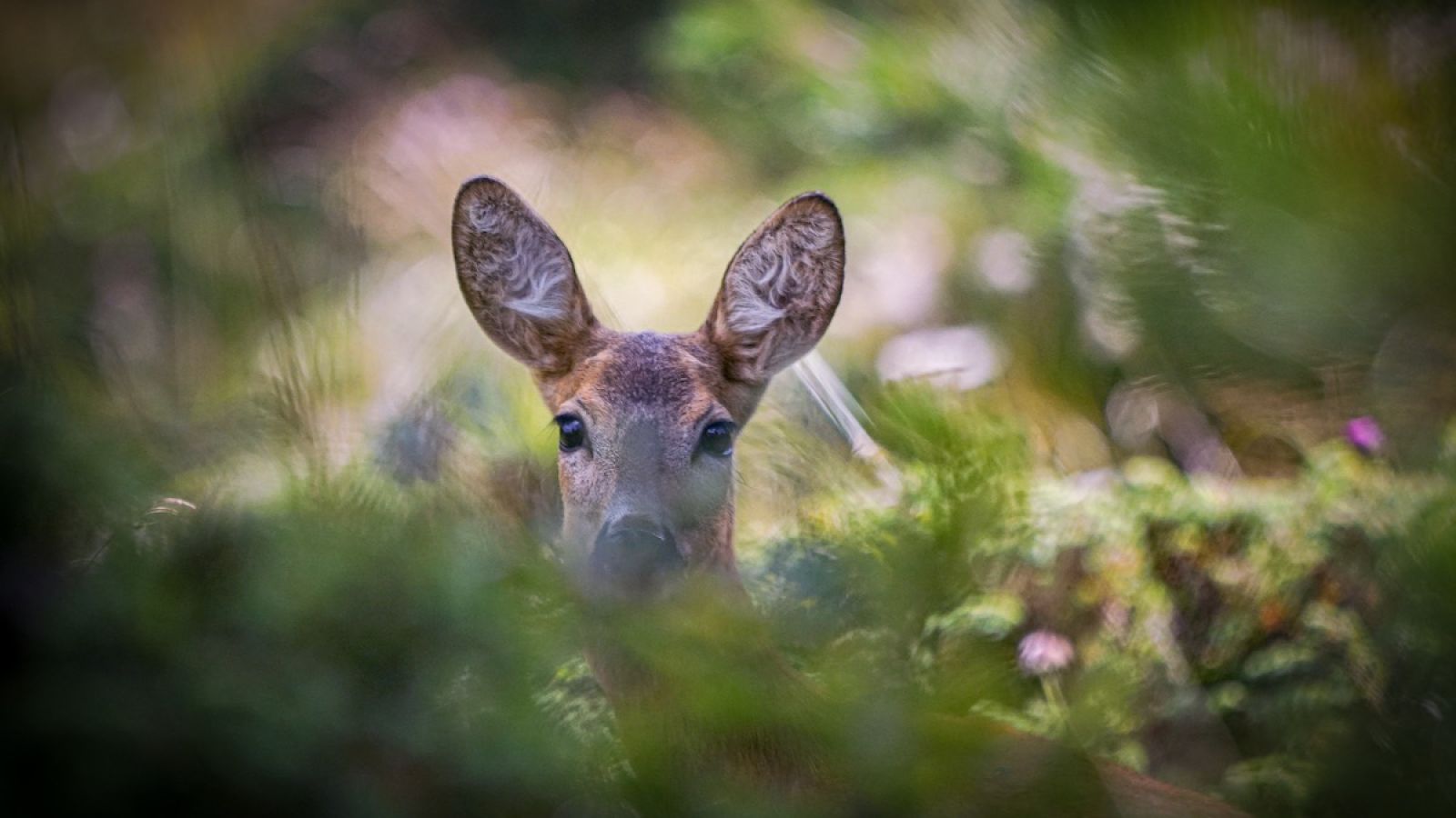 Ein Reh in dichter Vegetation