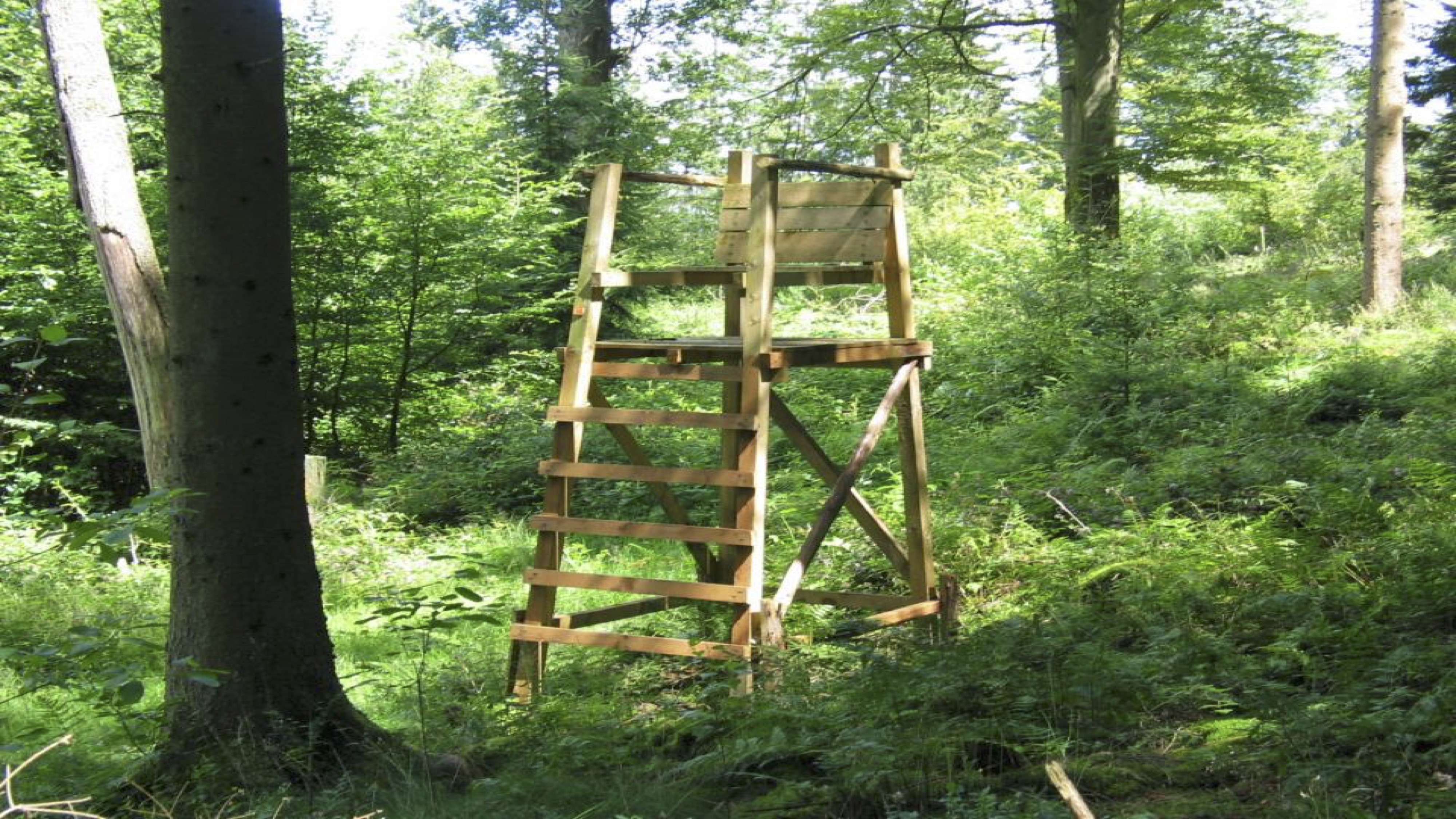 Bild zu: Drückjagdseminar - Jetzt anmelden Bild zu: Drückjagdseminar - Jetzt anmelden