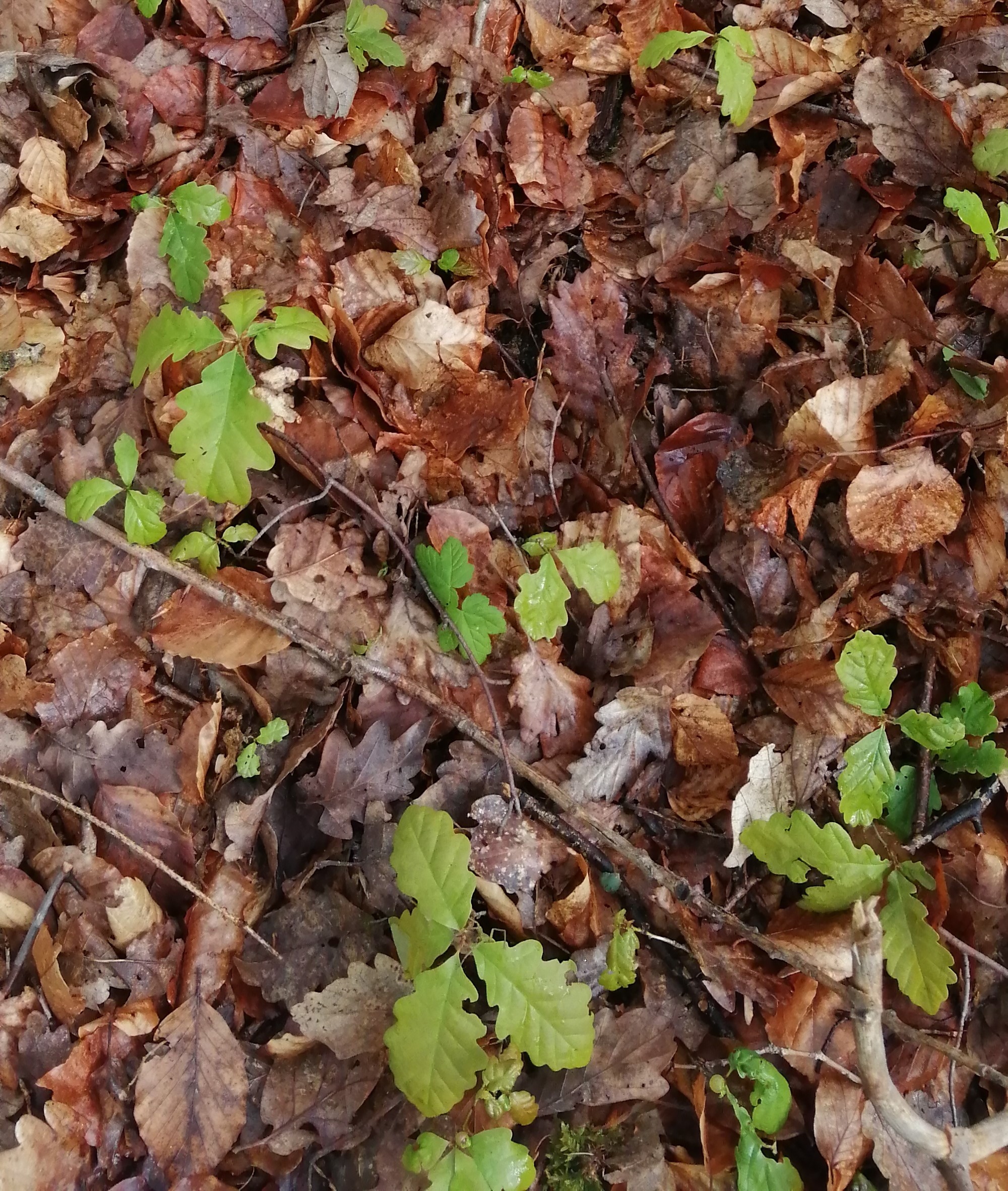 Bild zu: Zum Waldzustandsbericht der Bundesregierung