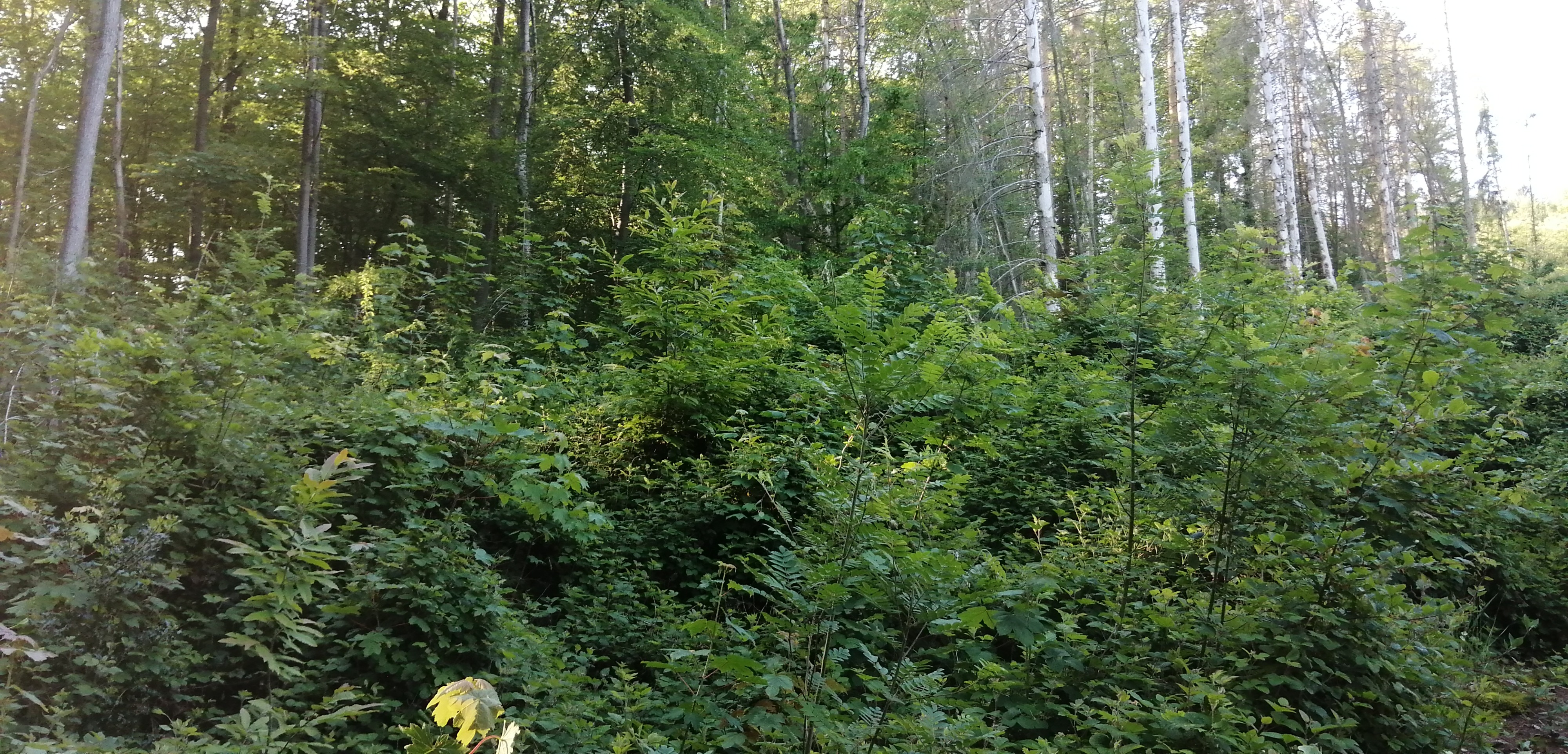 Bild zu: BUND und ANW begrüßen neues Jagdgesetz Bild zu: BUND und ANW begrüßen neues Jagdgesetz