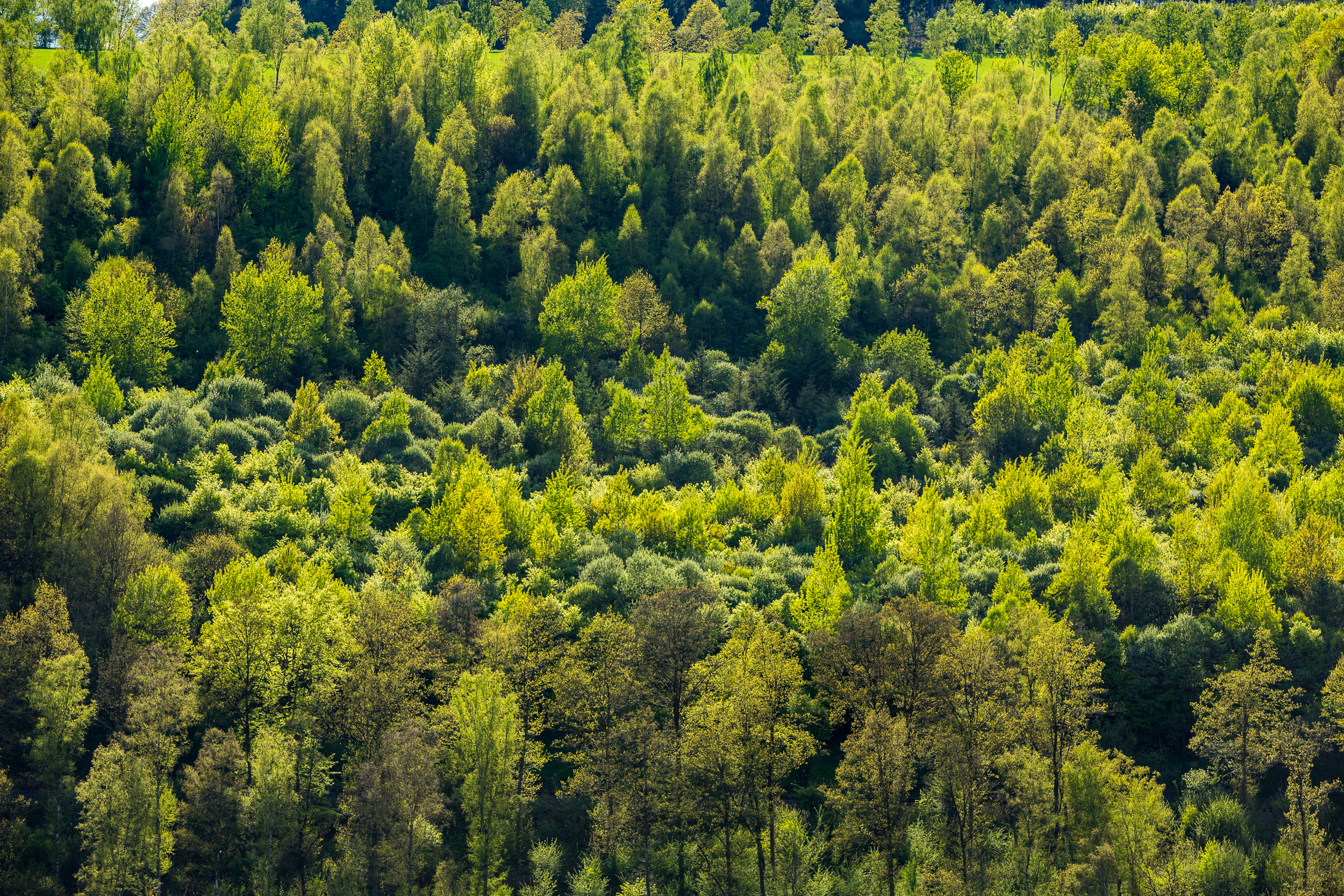 Bild zu: Landesjagdgesetz: NABU begrüßt längst überfällige Neuerungen Bild zu: Landesjagdgesetz: NABU begrüßt längst überfällige Neuerungen