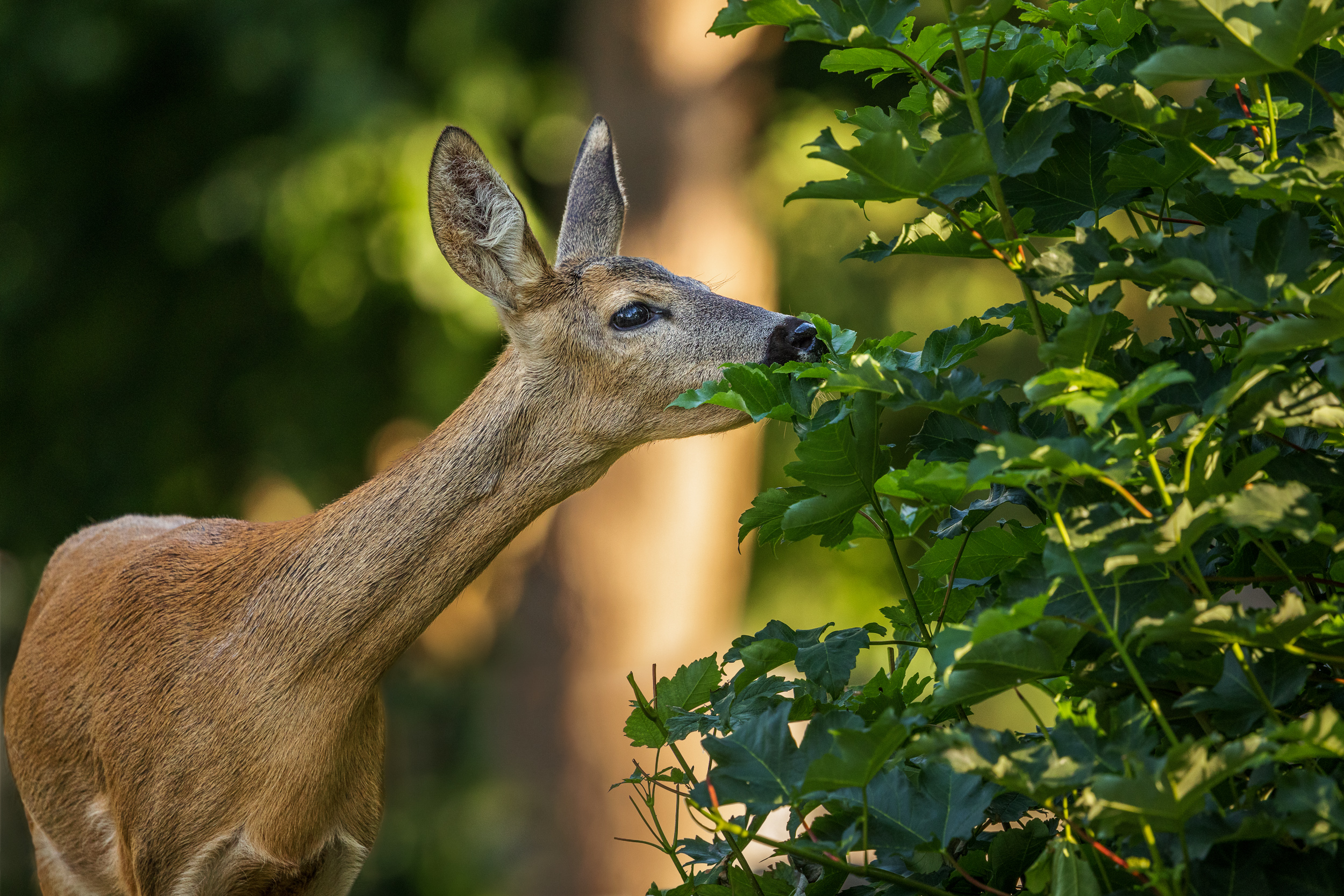 Bild zu: Die Jagd in Einklang bringen mit Ökosystemen und Gesellschaft Bild zu: Die Jagd in Einklang bringen mit Ökosystemen und Gesellschaft