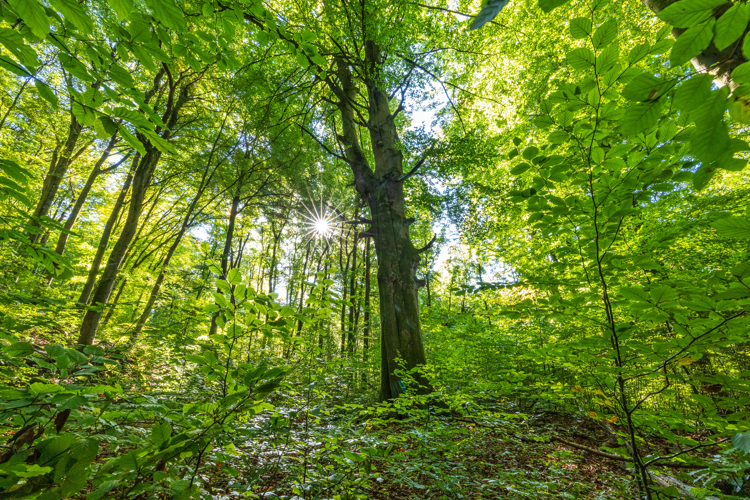 Bild zu: BUND-Appell an LJV: Ökologische Wiederbewaldung unterstützen Bild zu: BUND-Appell an LJV: Ökologische Wiederbewaldung unterstützen