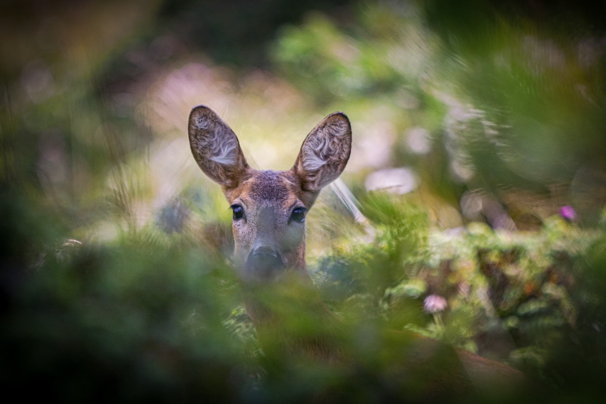 Bild zu: Warum wir die Jagdrechtsnovelle begrüßen
