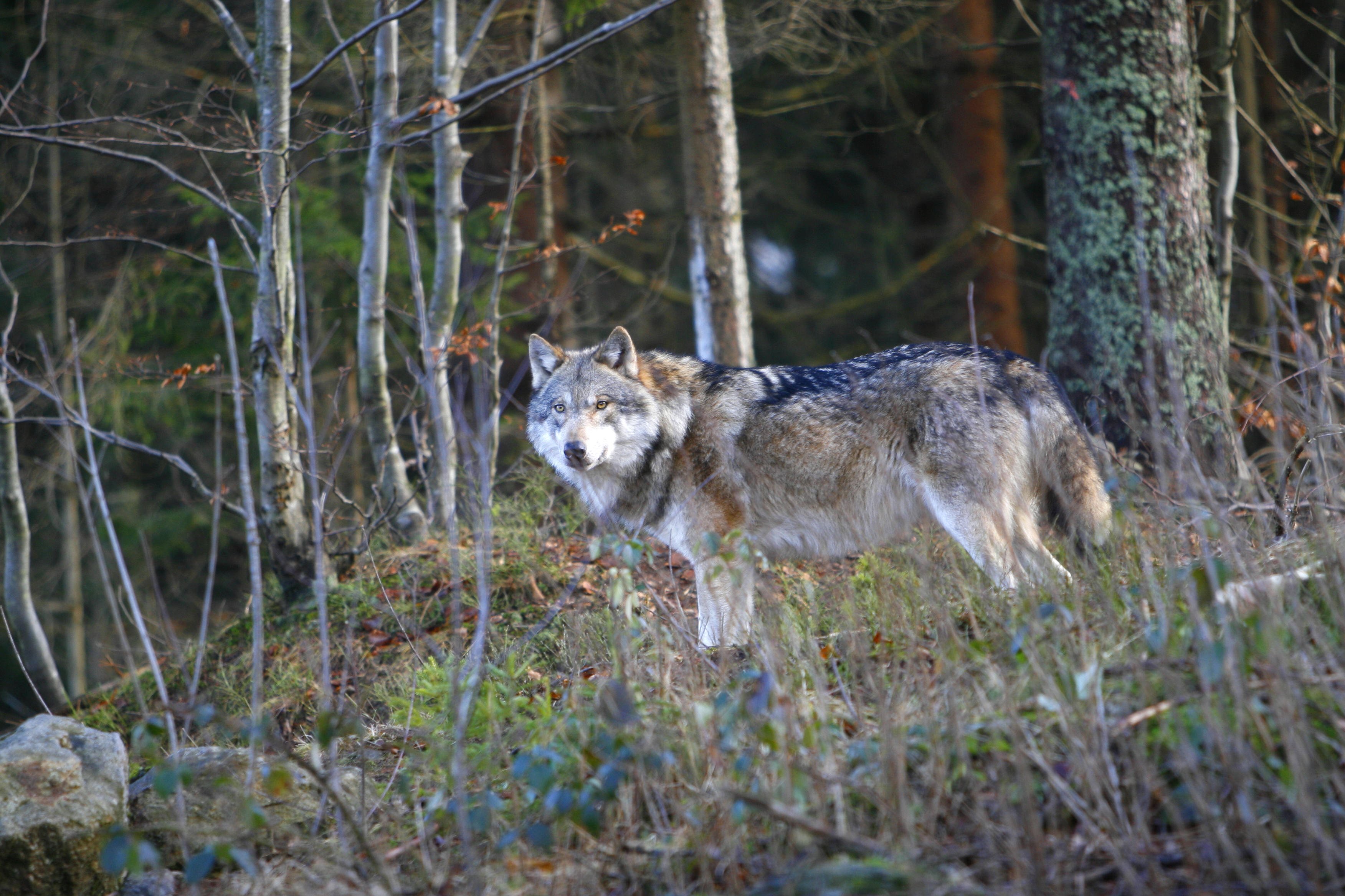 Bild zu: ÖJV-Position: 